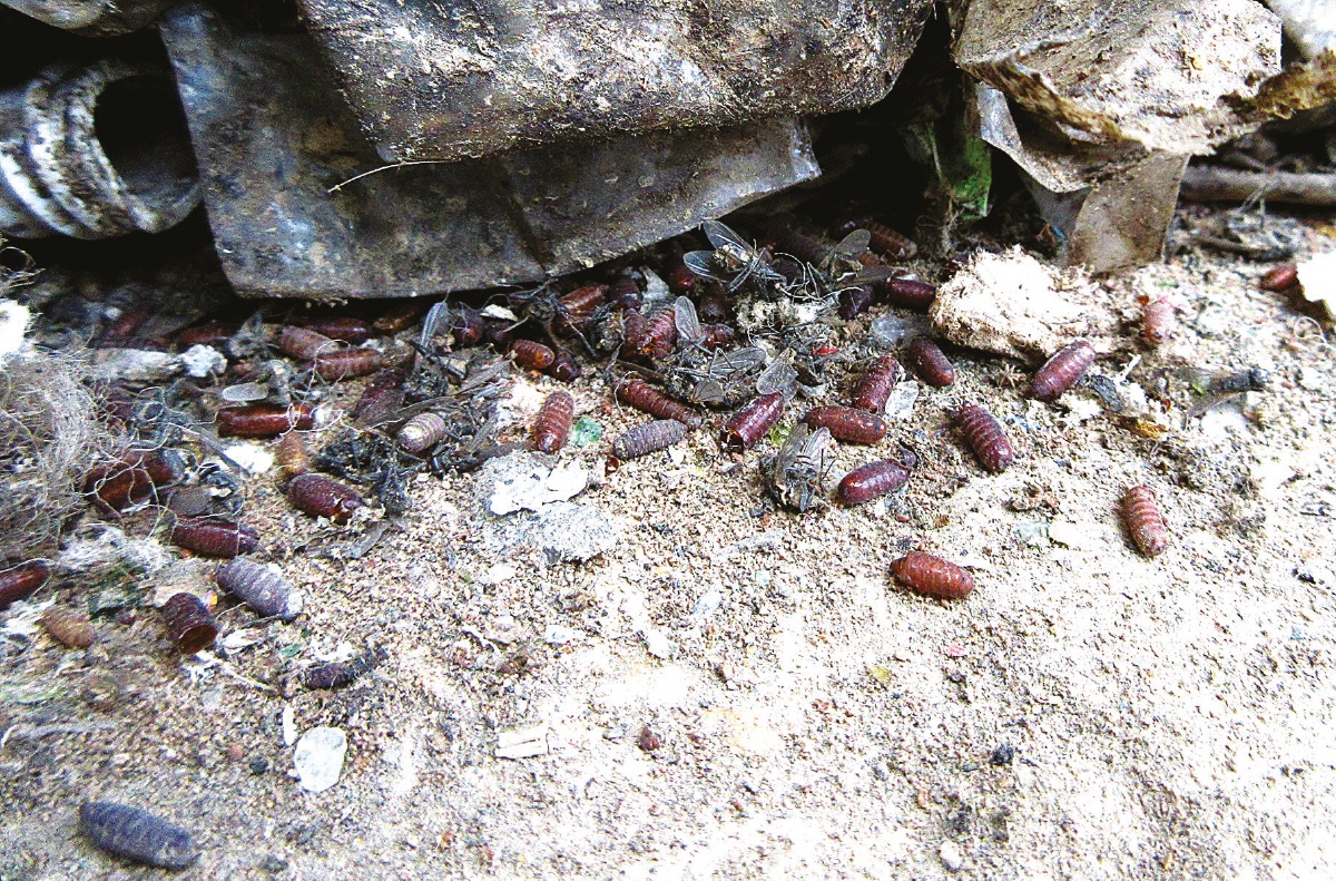 Pupae at base of stack